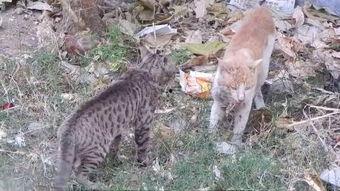 多肉小野猫吃瓜爆料,娱乐圈幕后真相大曝光