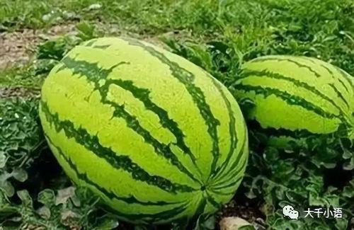 吃瓜爆料大瓜免费