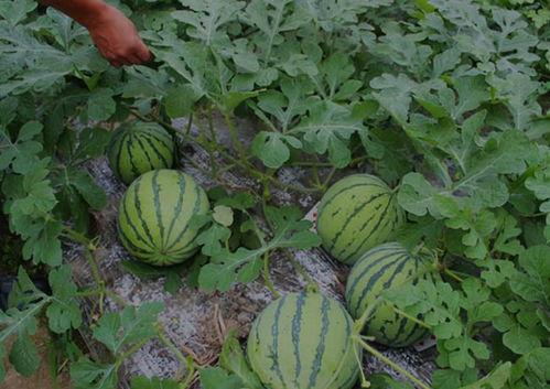 山西运城吃瓜爆料